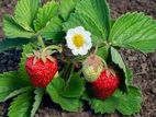 Strawberry Plants