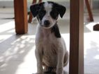 Puppies for Kind Home