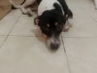 Dog for Kind Home