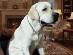 Labrador Male for Stud