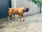 red Cane Corso King Harrison for Crossing