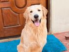 Golden Retriever Dog for Stud