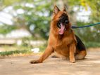 German Shepherd Male Dog for Stud