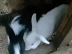 Rabbits