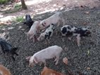 Farm Pigs