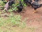 Kukulan