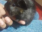 Hamster