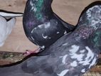Pigeons