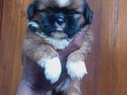 Shihtzu Puppies