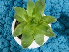 Succulent Plants