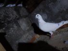 Sudhu Bara Pigeon