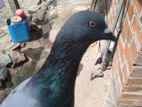 Pigeon (Sudu Aara Belti