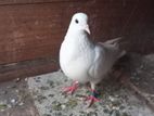 Sudhu aara male Pigeons
