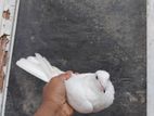 Sudu Pigeon