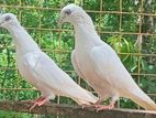 Pigeons