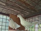 Sudu Ara Pigeon