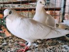Sudu Ara Pigeon