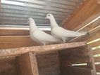 Pigeons