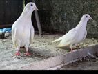 Pigeons