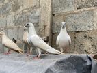 Pigeons