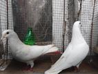Sudu Indian Pigeons