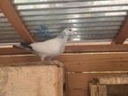 Pigoens