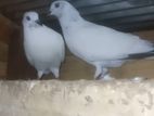Pigeon