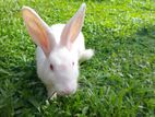 Rabbit for Kind Home