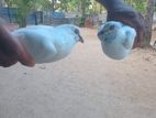 Sudu Timing Pigeon