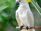 Sulphur Cockatoo