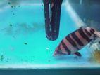 Sumatra 4bar Cn Wc Indo Tiger Fish