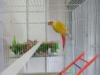 Sun Cheek Conure Bird