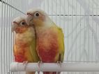 Sun Cheek Conure Breeding Pair