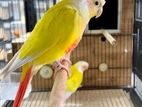 Suncheek Conures Birds