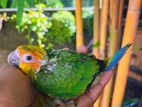 Sun Conure Chicks