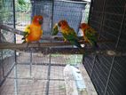 Sun Coner Birds