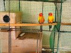 Sun Conure