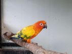 Sun Conure Male Bird