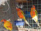 Sun Conure Parrots