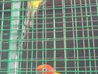 Sun Conure