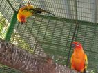 Sun Conur Birds