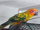 Sun Conure Bird