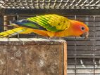 Sun Conure Bird