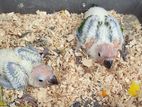 Sun Conure Baby Chicks