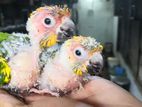 Sun Conure Baby