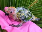 Sun Conure Baby Parrot