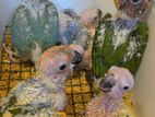 Sun conure bird chicks