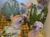 Sun Conure Bird Chicks