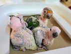 Sun conure bird chicks
