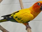 Sun Conure Bird